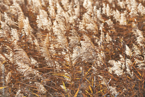 Common reed (Phragmites australis) blowing in the wind in sunset light. Golden reed plumes backlit by the evening autumn light