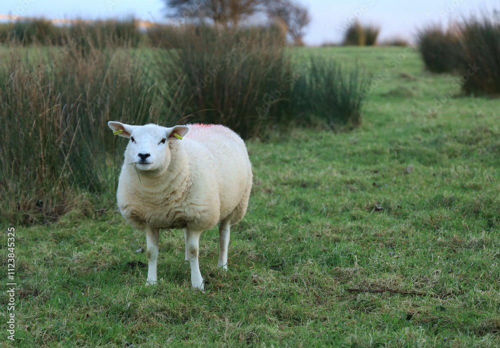 Obraz premium Sheep: Texel breed lamb standing near rushes in field on farmland in rural Ireland in winter