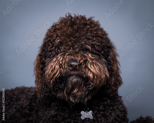 Barbet portrait photo