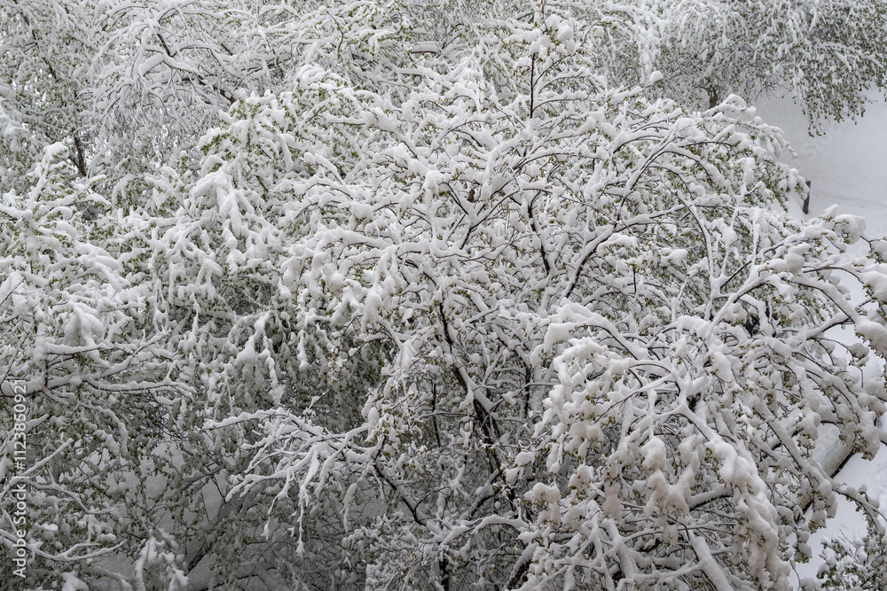 heavy snowfall in the city.view from the window heavy snowfall in the city.view from the window