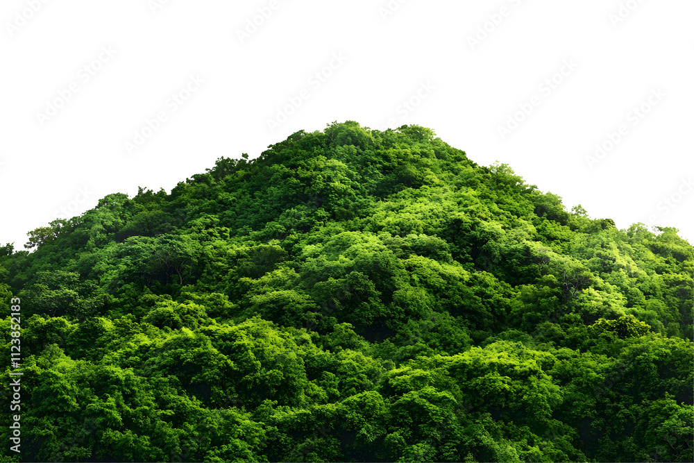 Fototapeta premium Rocky mountain hill covered in lush green forest