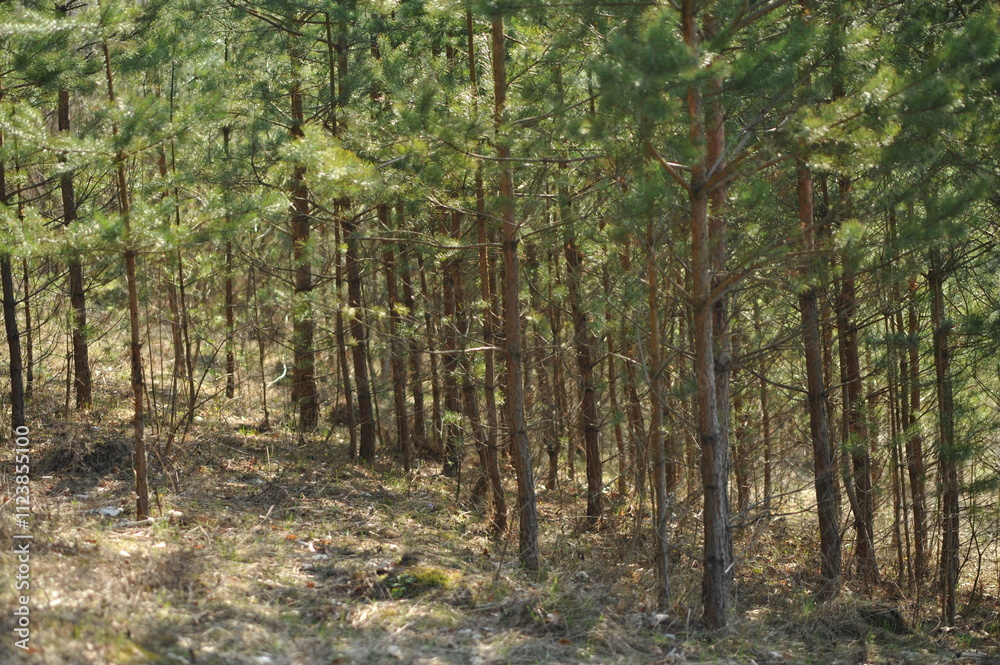 Obraz premium Young pine forest, many trees