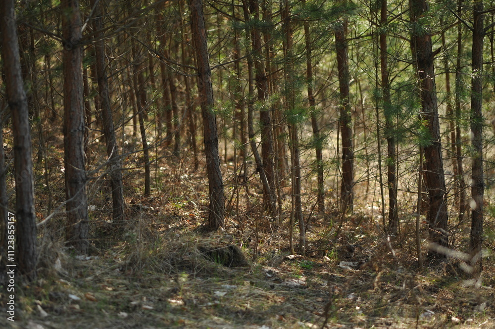 Obraz premium Young pine forest, many trees