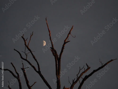 first quarter moon at sunset in the fall