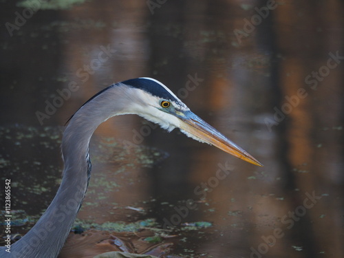 closeup of wild great blue heron