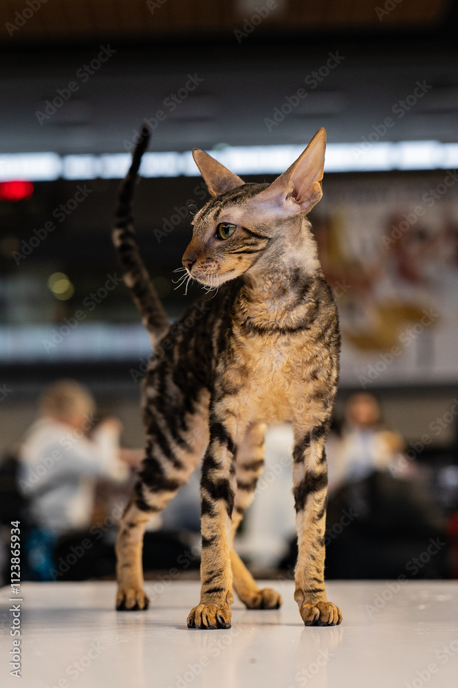 Obraz premium Cornish Rex cat. Cat portrait. Cat show. 