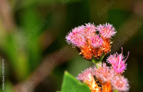 beautiful desert flower, argentine Patagonia