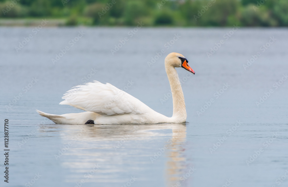 Obraz premium Graceful white Swan swimming in the lake, swans in the wild. Portrait of a white swan swimming on a lake.