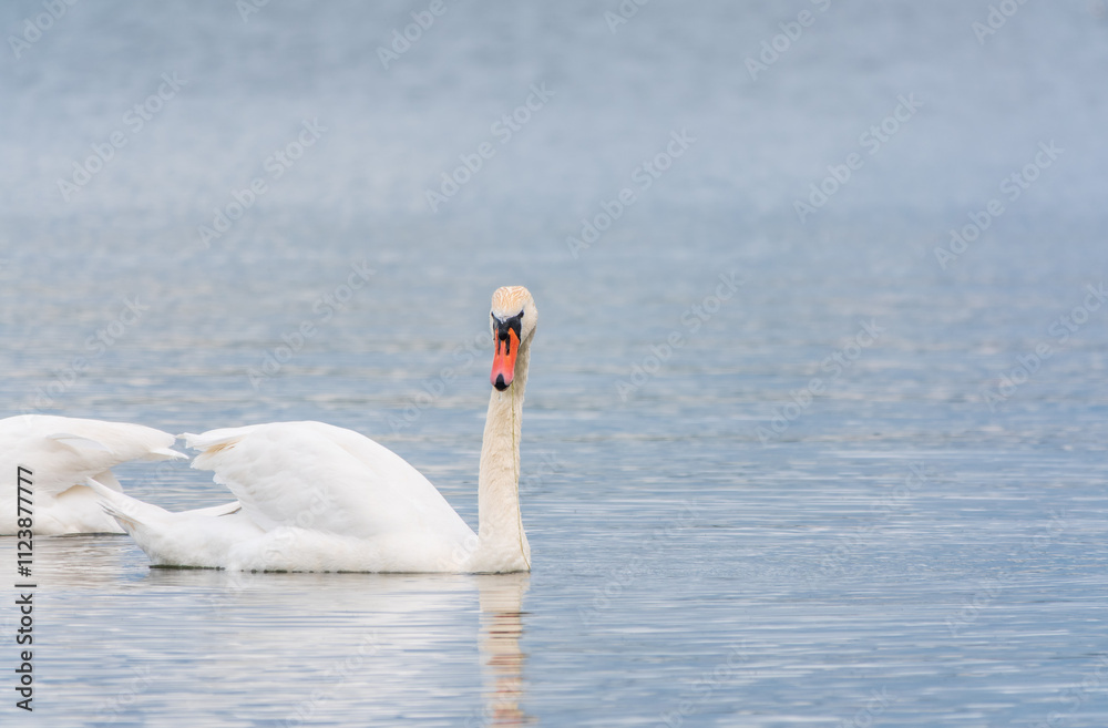 Fototapeta premium Two Graceful white Swans swimming in the lake, swans in the wild