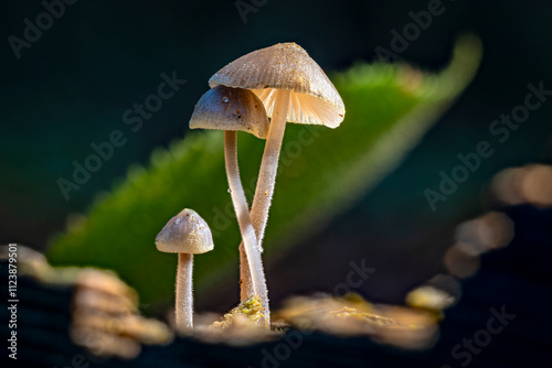 Helmlinge - Pilze am Waldboden