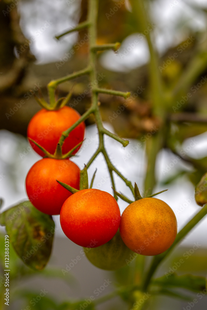 Tomaten an einem Strauch Tomaten an einem Strauch