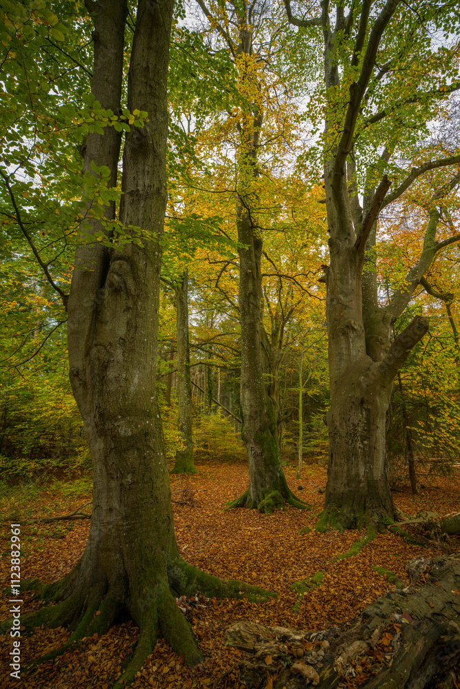 Obraz premium Herbstlandschaft im Wald