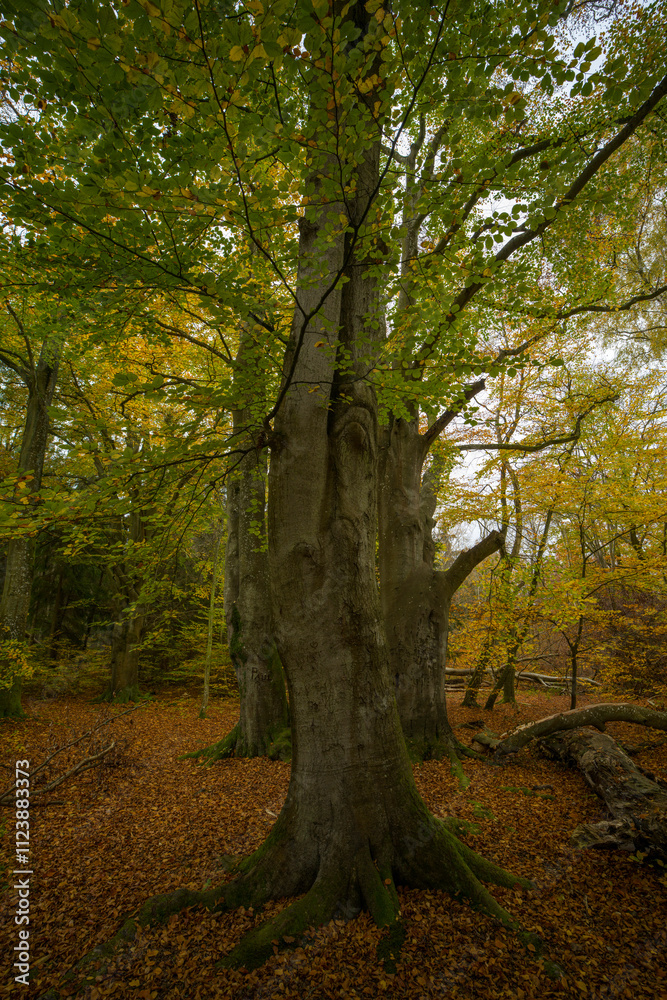 Obraz premium Herbstlandschaft im Wald