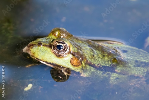 The Marsh Frog (Pelophylax ridibundus). photo