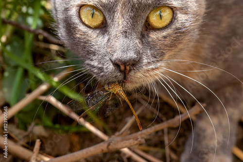 Headshot of kitten that caught and ate beautiful dragonfly