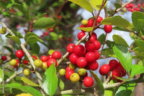 Ilex vomitoria commonly known as Yuapon Holly in Florida nature, closeup