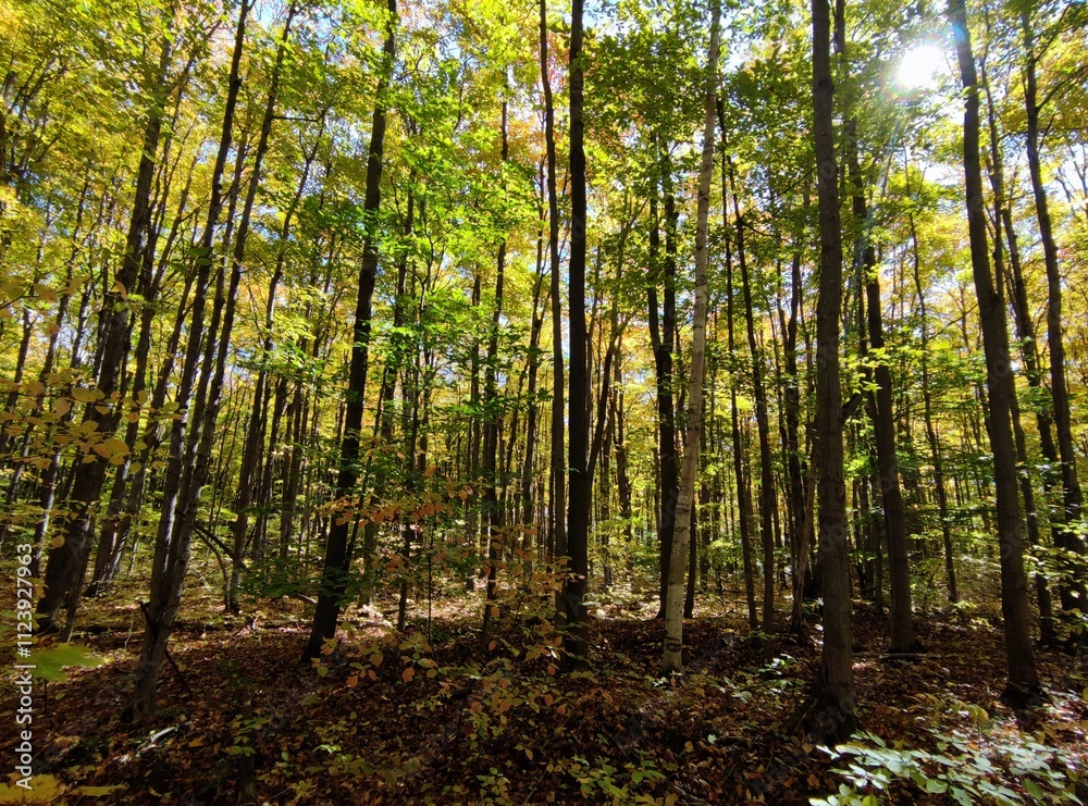 Fototapeta premium forest in autumn