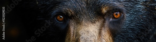 Wallpaper Mural Black Bear Close Up Showing Intense Eyes Torontodigital.ca