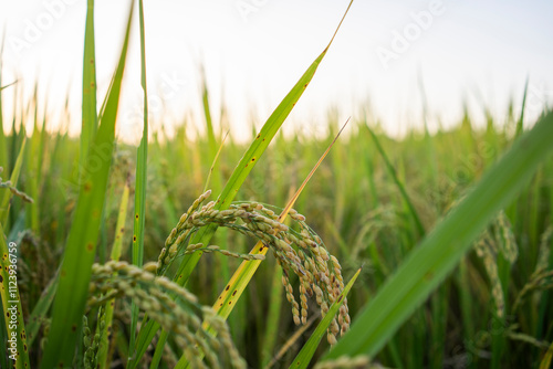 Wallpaper Mural Paddy rice in rice field before harvesting Torontodigital.ca
