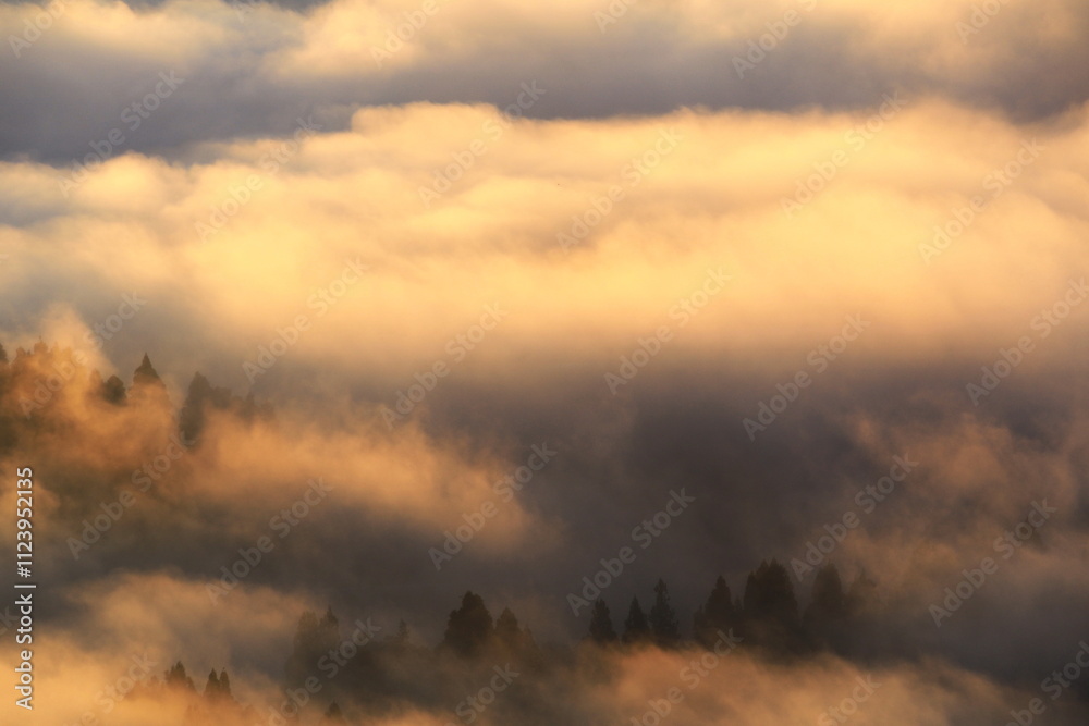 Obraz premium 朝日に染まる朝霧の森