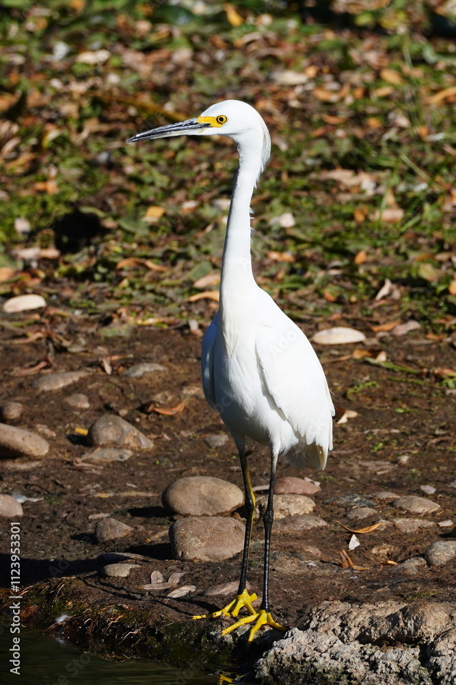 Fototapeta premium The snowy egret (Egretta thula) is a small white heron. 