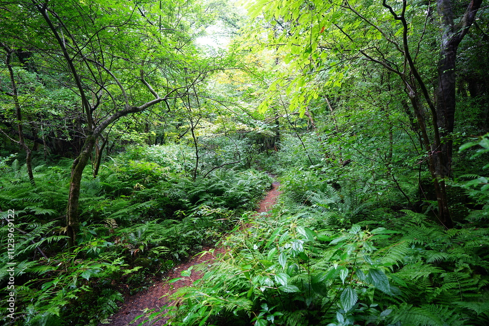 Fototapeta premium refreshing summer forest and path in the gleaming sunlight