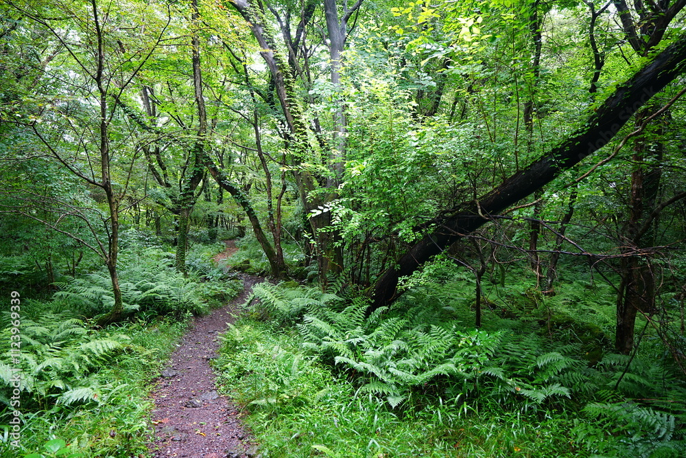 Obraz premium refreshing summer forest and path in the gleaming sunlight
