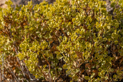 Ericameria cuneata is a species of flowering shrub in the family Asteraceae, cliff goldenbush. Skull Rock Nature Trail，Joshua Tree National Park, California. mojave desert photo