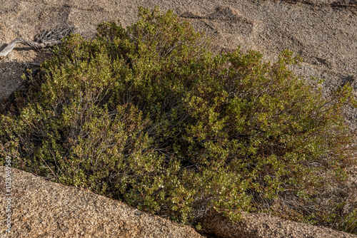 Ericameria cuneata is a species of flowering shrub in the family Asteraceae, cliff goldenbush. Skull Rock Nature Trail，Joshua Tree National Park, California. mojave desert photo