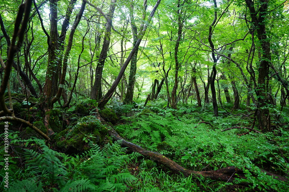 Fototapeta premium wild summer forest with ferns and old trees
