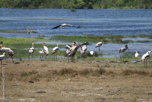 Kumana National Park, Sri Lanka  photo