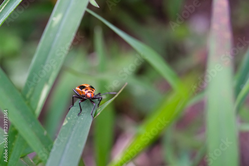 Insect pest of the type Dysdercus cingulatus climbing long grass. Insect with red back and a little black pattern. Cotton plant pest. Closeup shot. Macrophotography Themes photo