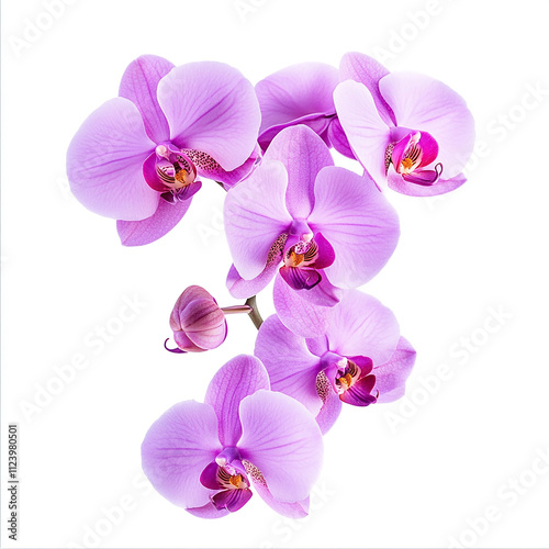 Orchid flower isolated on white background
