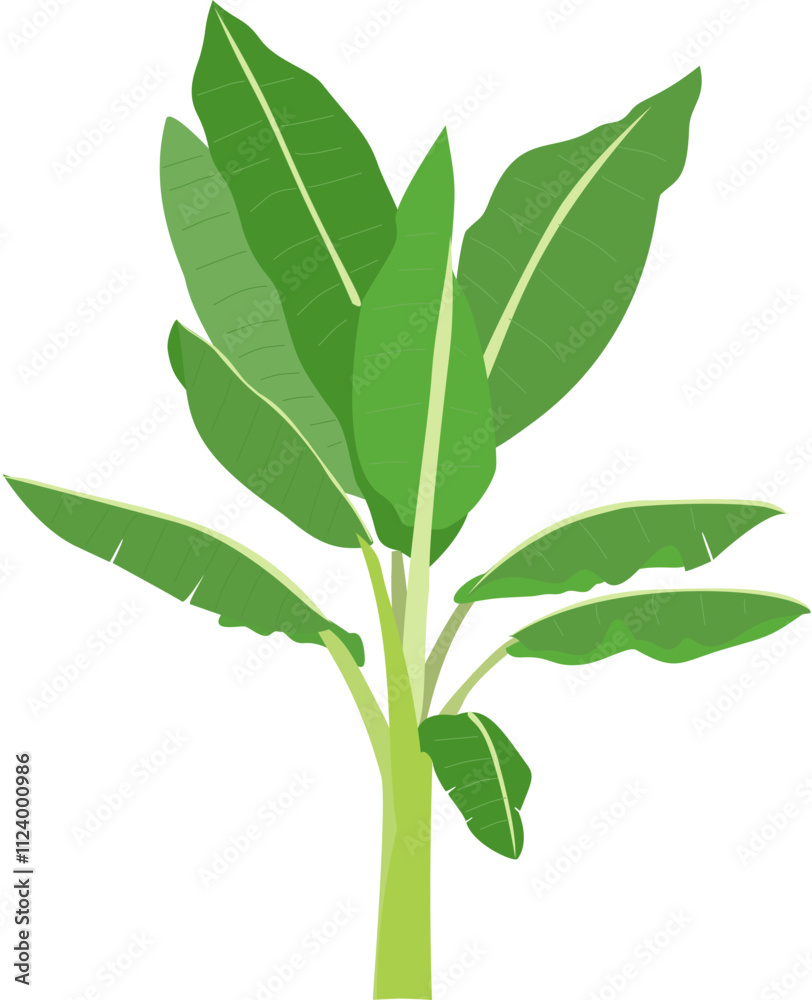 Obraz premium leaves isolated on white background