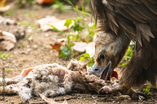 Primer plano de un buitre consumiendo una presa en su entorno natural, mostrando su comportamiento carroñero photo