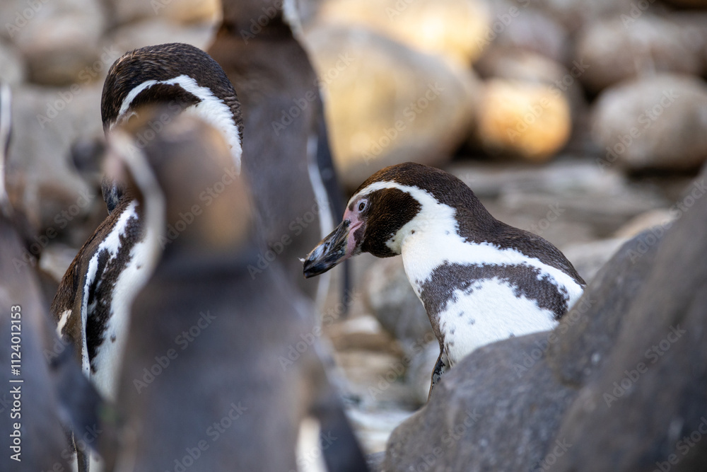 Fototapeta premium Grupo de pingüinos comunicándose en su hábitat natural, capturados en un momento de interacción social.