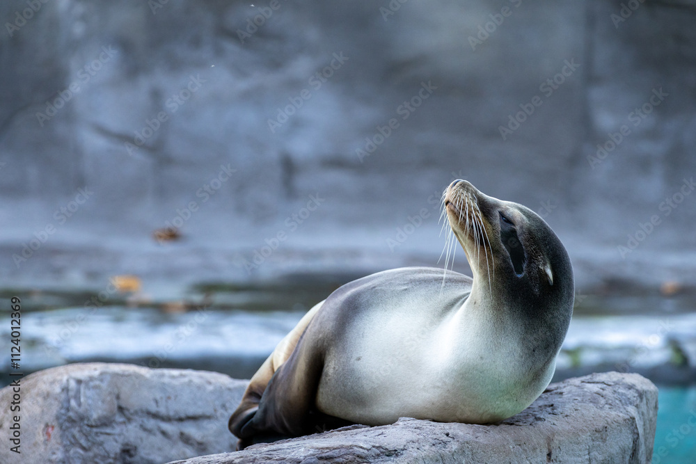 Fototapeta premium Lobo marino relajado sobre una roca, disfrutando de la tranquilidad cerca del agua. Escena de vida marina pacífica.
