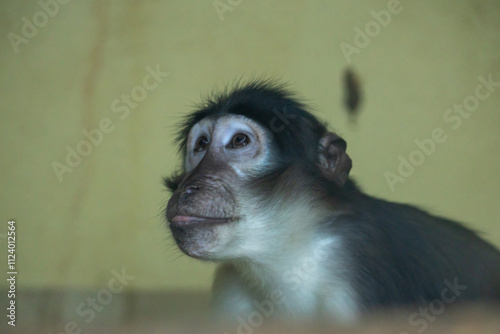 Primer plano de un mono en su hábitat natural, capturando la esencia de su expresión y sus ojos profundos. Una imagen que destaca la conexión con la vida salvaje y la belleza de la naturaleza. photo