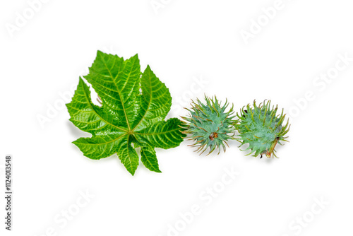 Green Ricinus Communis plant fruit (Castor bean fruit, Castor oil plant) green leaf isolated on background