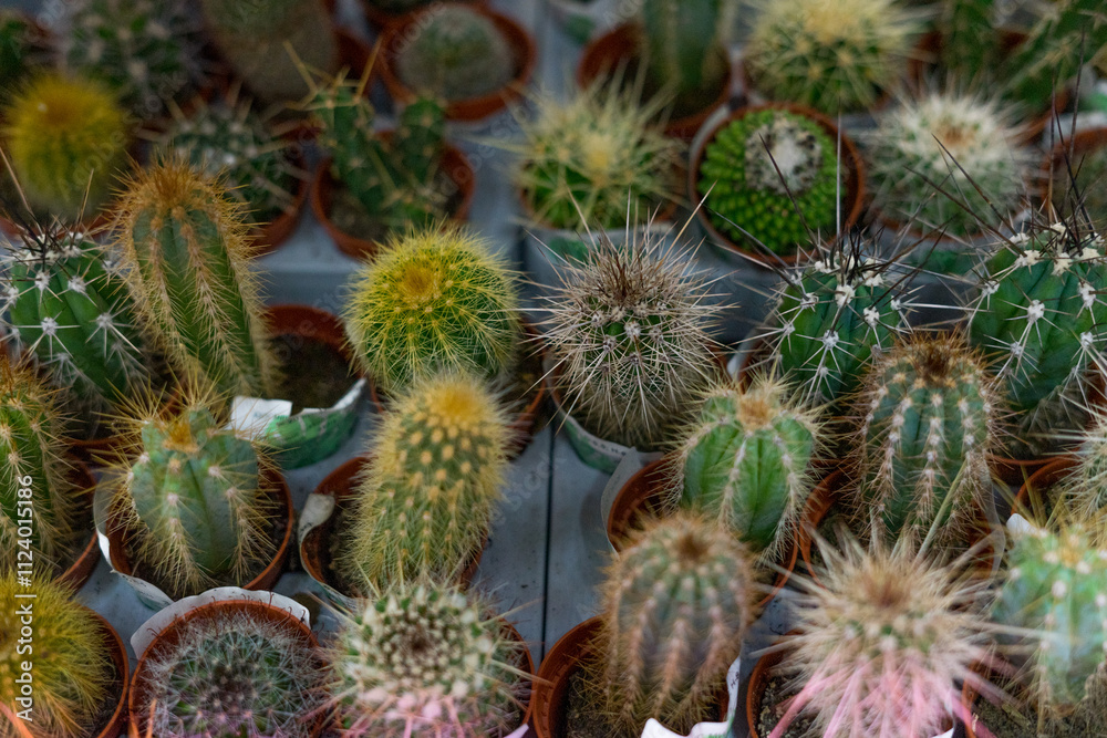 Obraz premium Varieties of cacti close up