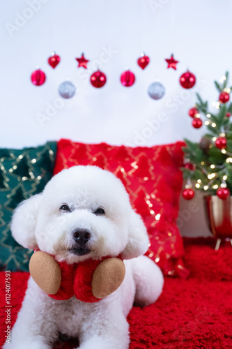 Adorable white Poodle dog wearing Christmas deco sitting on red cloth with Christmas pillows and tree for Christmas holiday festival.