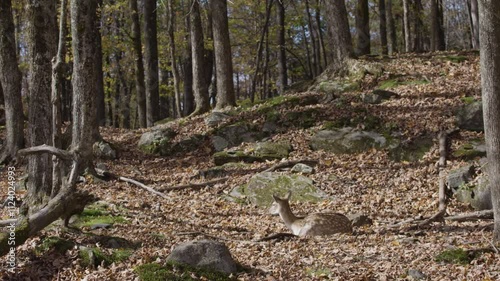 Wallpaper Mural White tailed deer in the forest lying down Torontodigital.ca