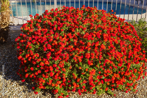 Blooming in Arizona autumn red thicket of a perennial Lantana Camara shrub also known as Common Lantana, closeu photo