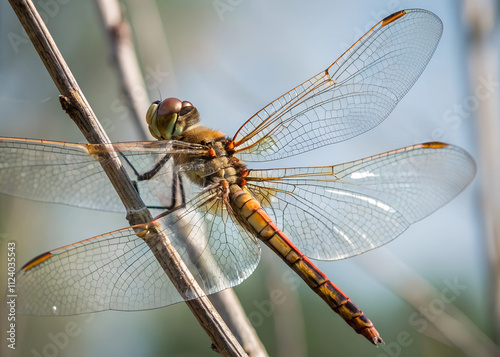 a dragonfly close up.