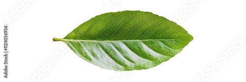 Lush green, smooth oval beech leaf, perfect for educational projects and environmental studies. photo