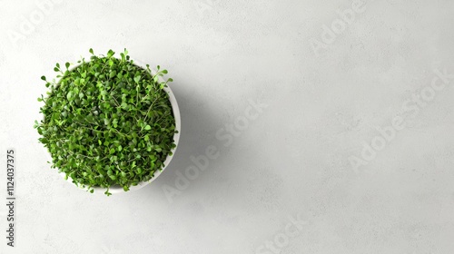 Sage green cress sprouts minimalist kitchen nature focus top view