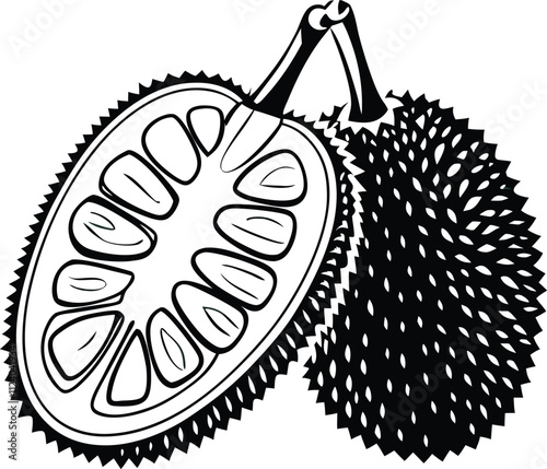 Line art Illustration resembling Jackfruit silhouette vector with whole Jackfruit and cross section showing its interior with seeds