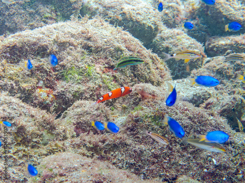 美しいツユベラ（ベラ科）の幼魚とソラスズメダイ（スズメダイ科）、ニシキベラ他の群れ。
英名学名：Yellowtail wrasse, Coris gaimard
Heavenly Damselfish (Pomacentrus coelestis) 
Cupid wrasse, Thalassoma cupido
静岡県伊豆半島賀茂郡南伊豆町中木ヒリゾ浜2024年
 photo