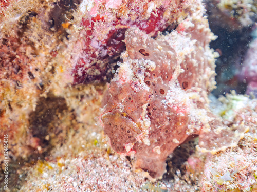 エスカ（触手）を振って魚を呼び寄せて狩る、巨大なオオモンカエルアンコウ（カエルアンコウ科）。
英名学名：Giant Frogfish, Antennarius commersoni
自分よりも大きな獲物でも、１０倍に広がる大きな口で丸呑みにする。
その速度は0.0001秒。生物界最速のハンターである。

静岡県伊豆半島賀茂郡南伊豆町中木ヒリゾ浜2024年
 photo