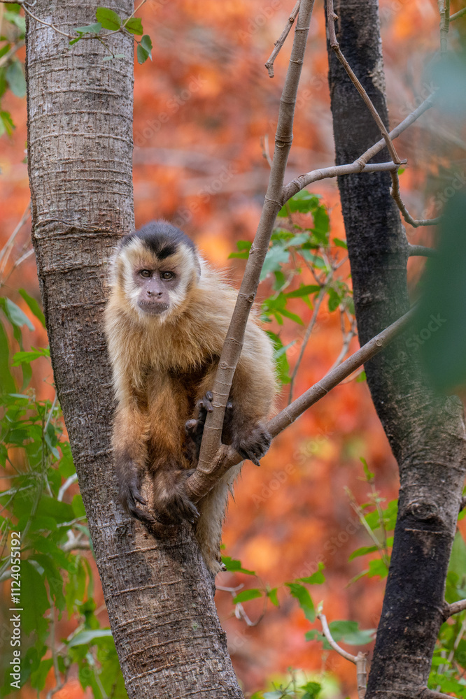 Fototapeta premium Capuchin Monkey - Pantanal